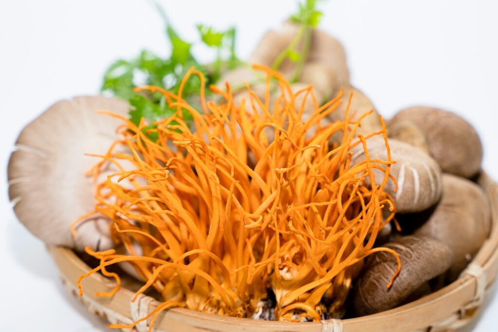 cordyceps