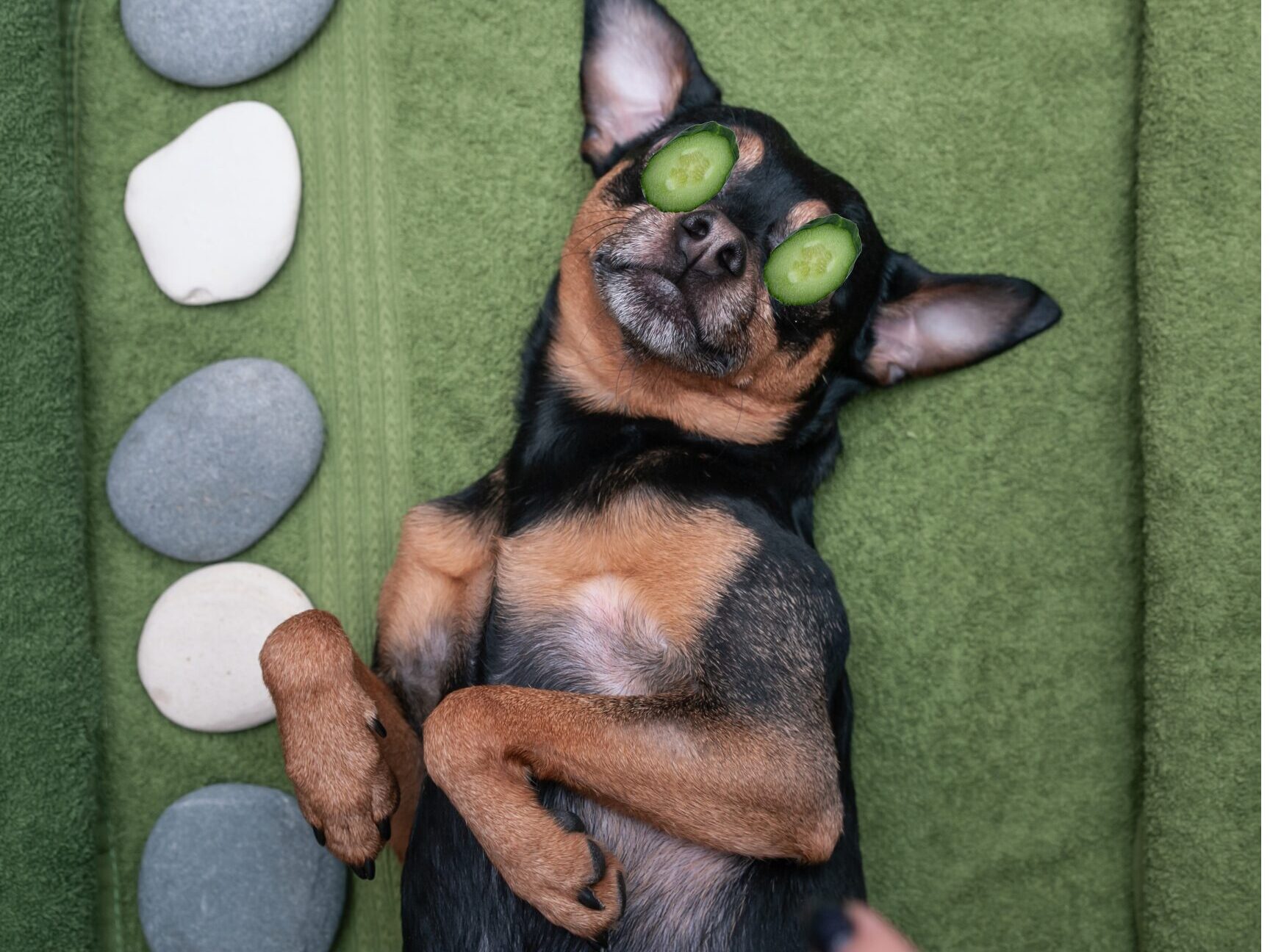 SonderBeaut dog wearing cucumbers